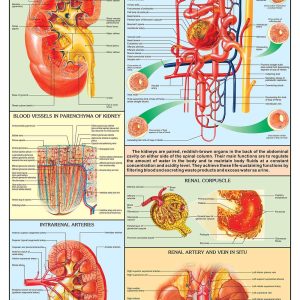 Chart - Kidney