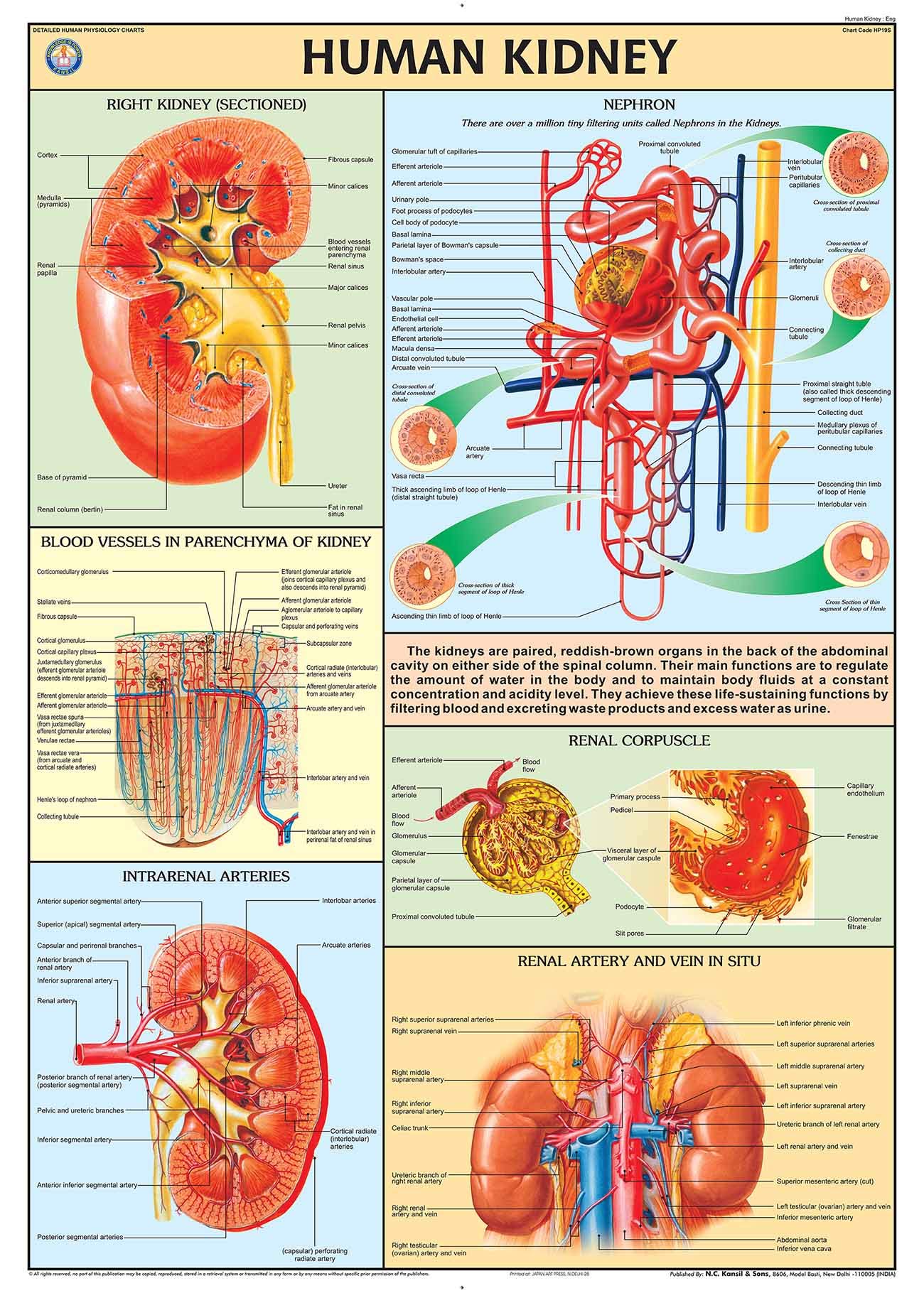 Chart - Kidney