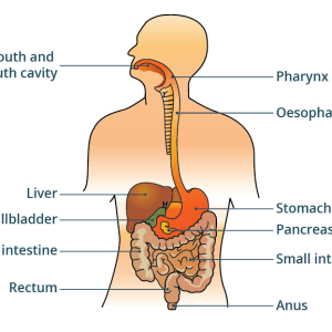 Chart - digestive system