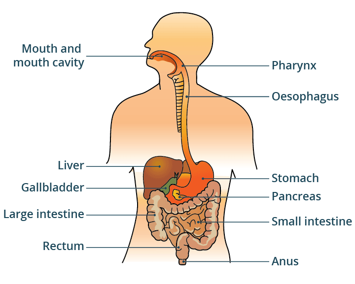 Chart - digestive system