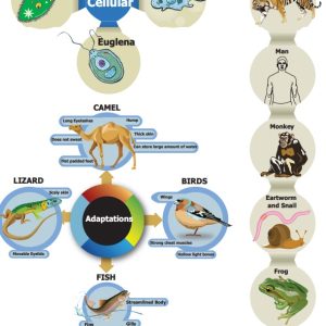 Chart - Animal Diversity