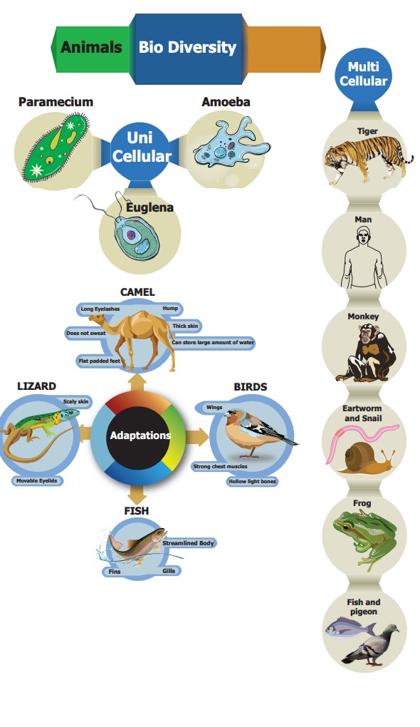 Chart - Animal Diversity